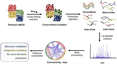 The Role of Mass Spectrometry in Structural Studies of Flavin-Based Electron Bifurcating Enzymes